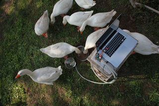 Illustration for article titled Artist attempts to teach geese to fly to the Moon. Adorableness ensues.
